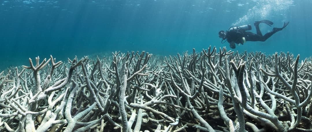 A diver swimming above a field of bleached staghorn coral