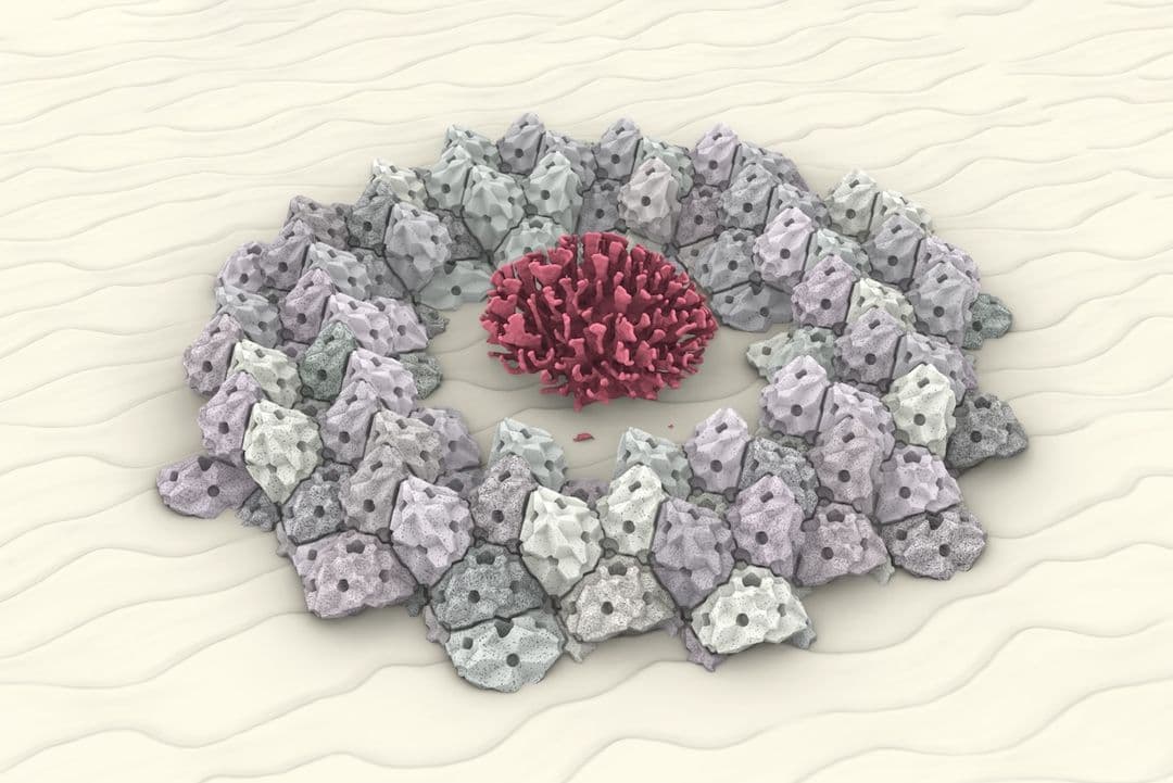 Rendering of modular reef units arranged in a ring around a red coral on a rippled sandy seafloor