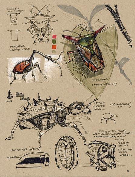Page from a field sketchbook studying an animal from observation